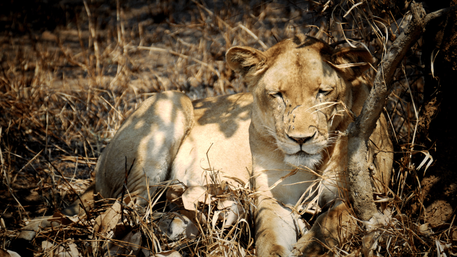 Mkomazi National Park