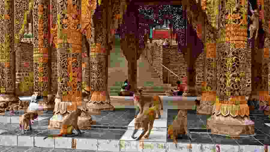 See monkeys at the monastery