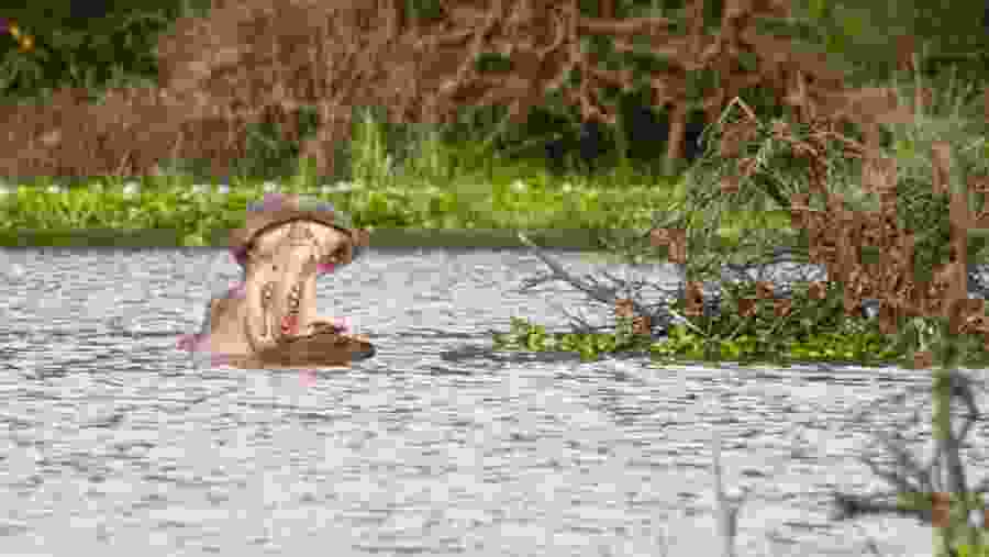 Hippo