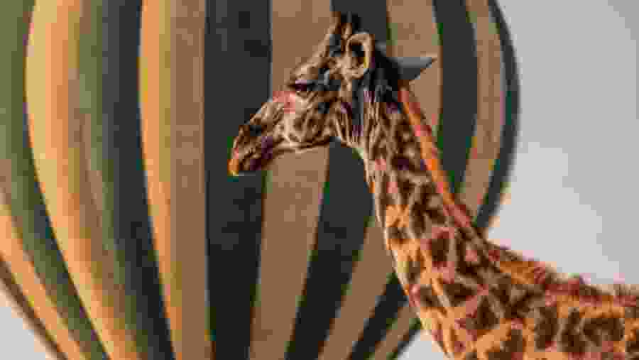 Northern giraffe