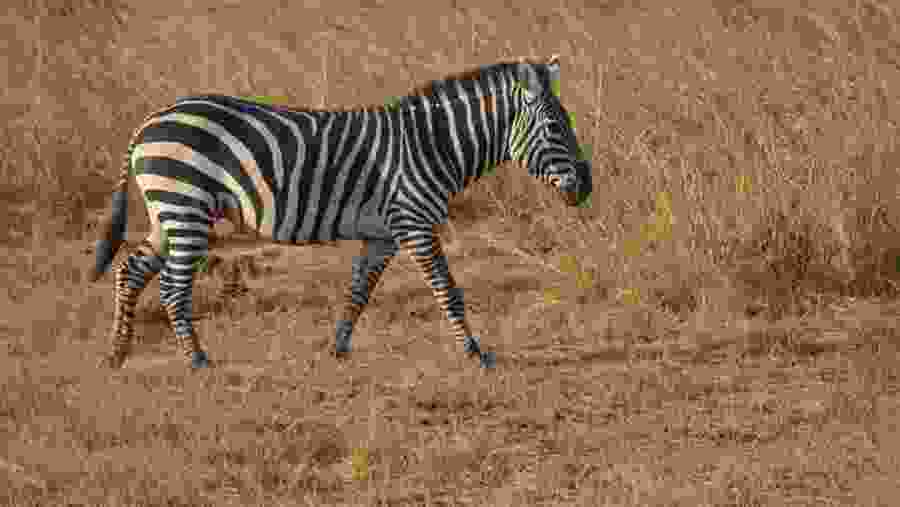 Zebra