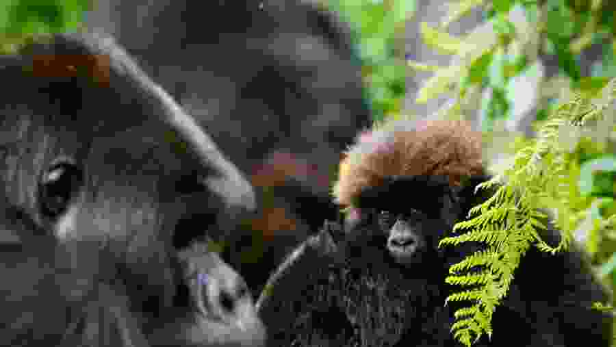 Gorilla Trek & Rwanda Wildlife