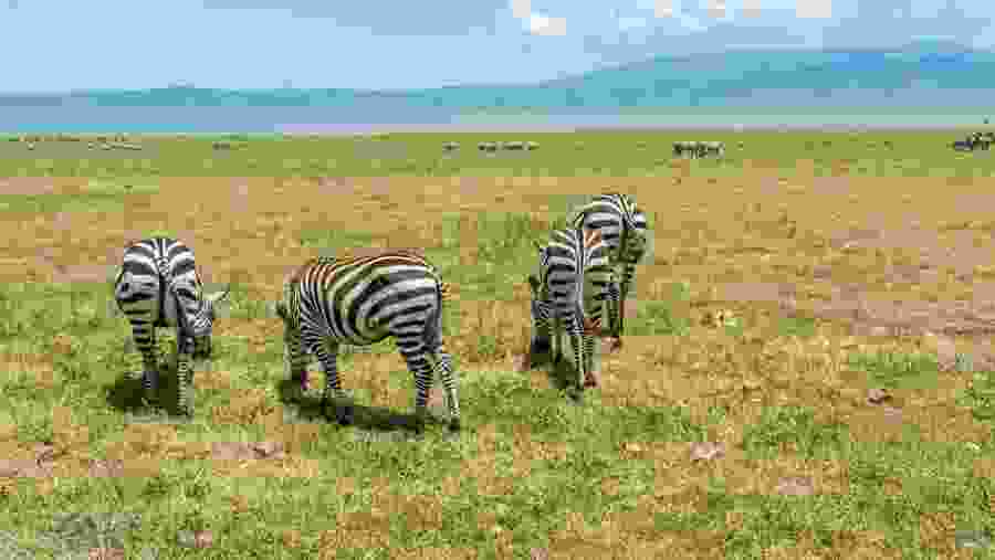 Herd Of Zebras
