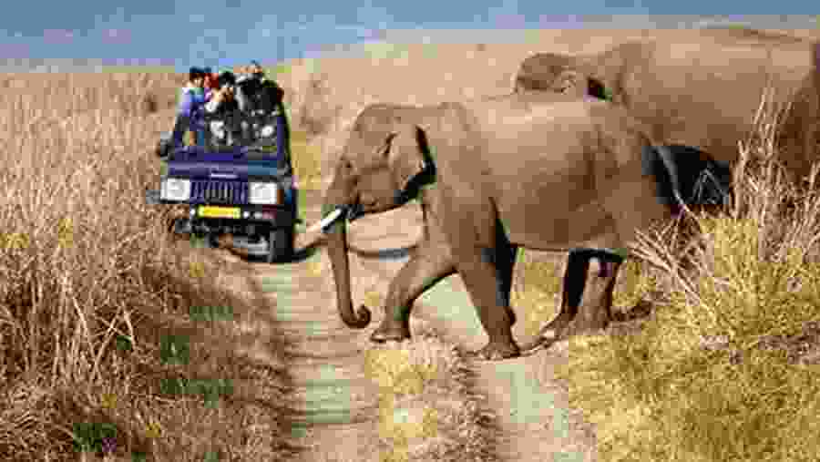 Spot elephant at the National Park