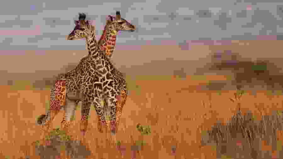 Masai Giraffe