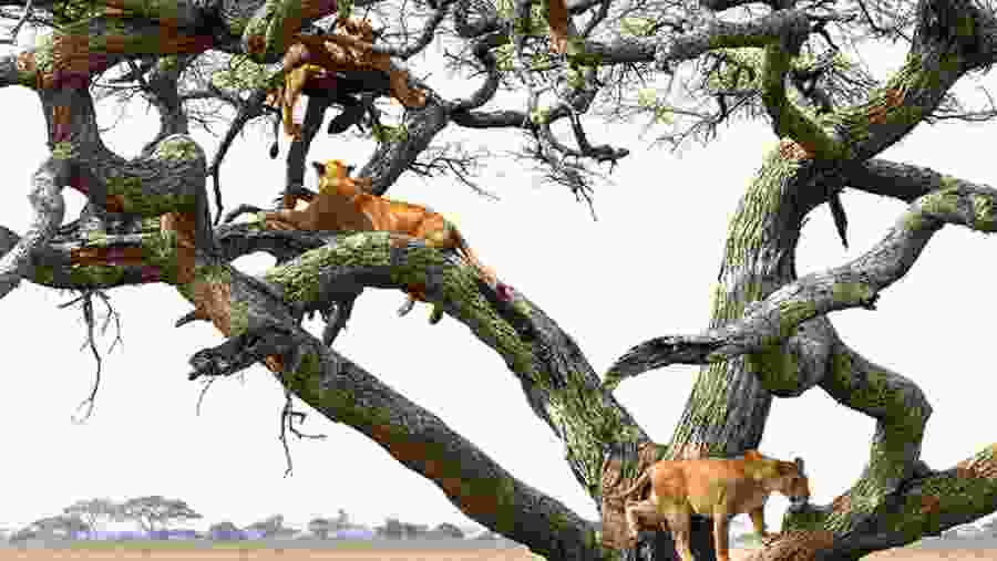 Tree Climbing Lions in Lake Manyara