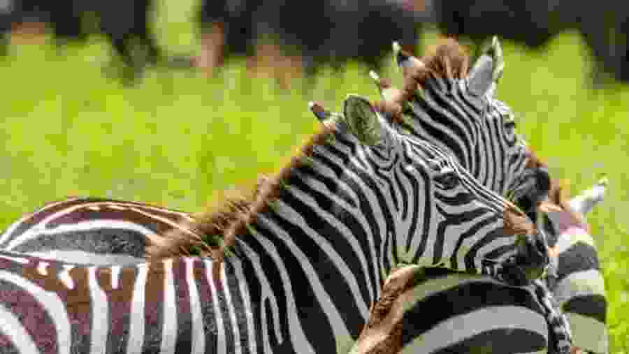 Grevy's Zebras