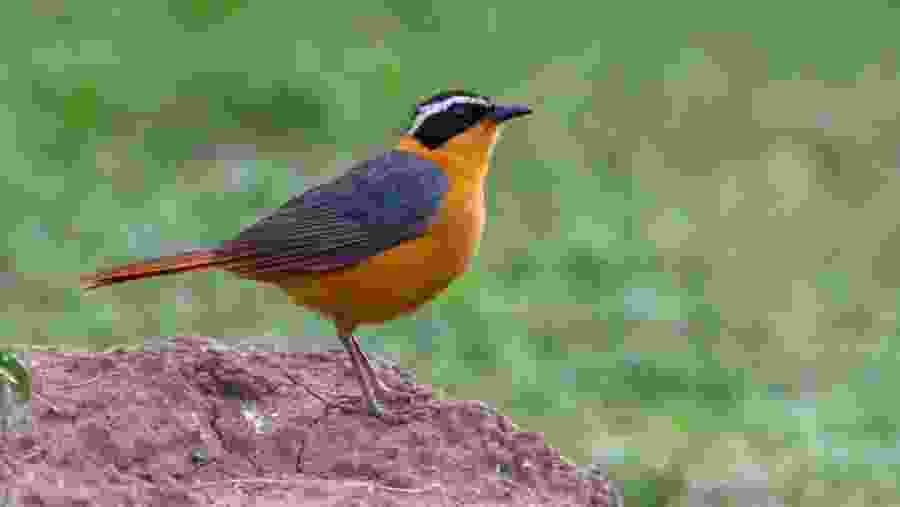 Spot birds in Lake Nakuru National Park