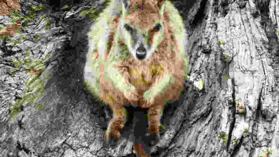 Rock Wallaby
