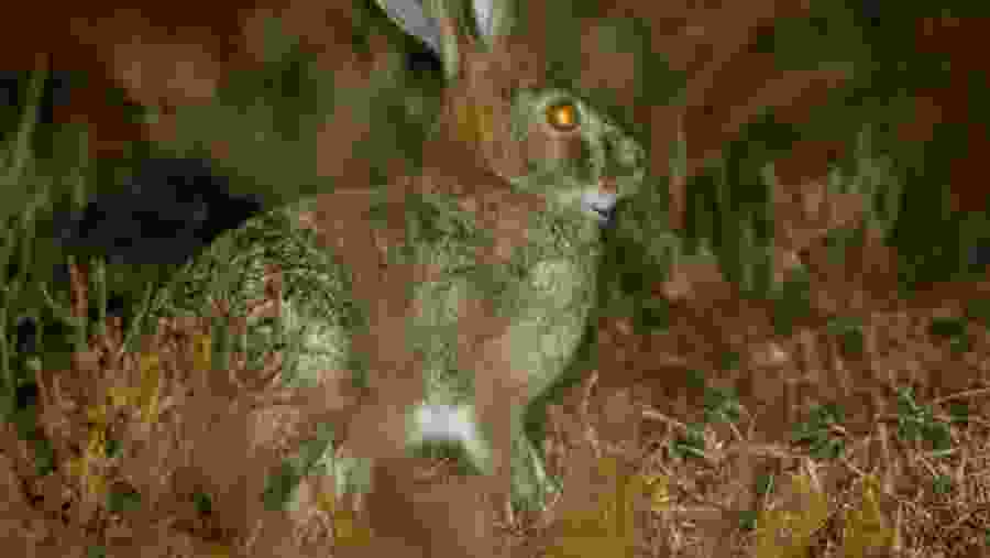 Wildlife seen at safari