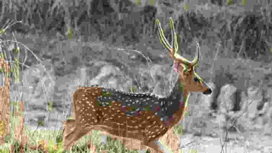 Deers at Jim Corbett National Park