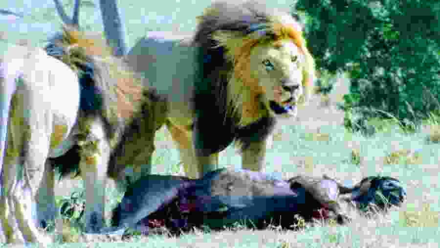 Witness the African wildlife