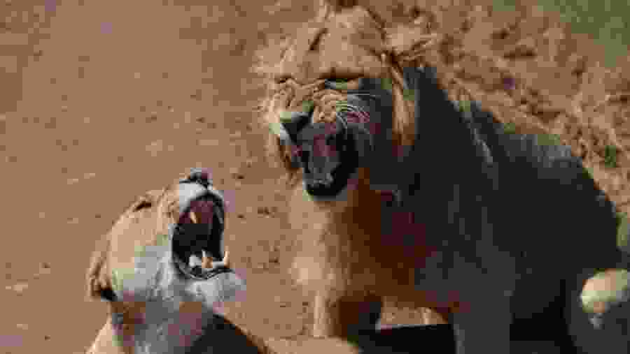Lions at Lake Manyara National Park