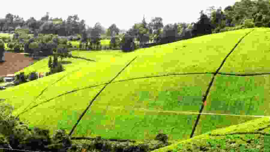 Tea Plant at Kiambethu Tea Farm