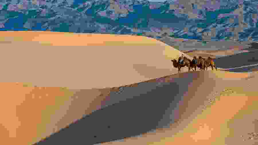 Climb the Khongor Sand Dunes