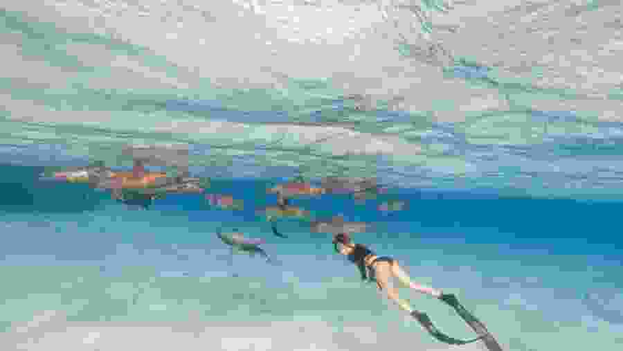 Travelers swimming in the Satayh Dolphin Reef