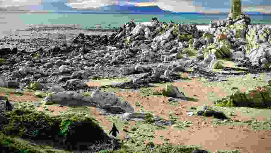 Penguins on the Beach