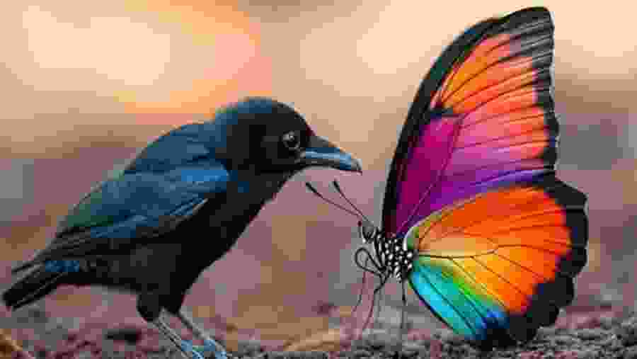 Bird and Butterfly Trail Trekking in Sinharaja