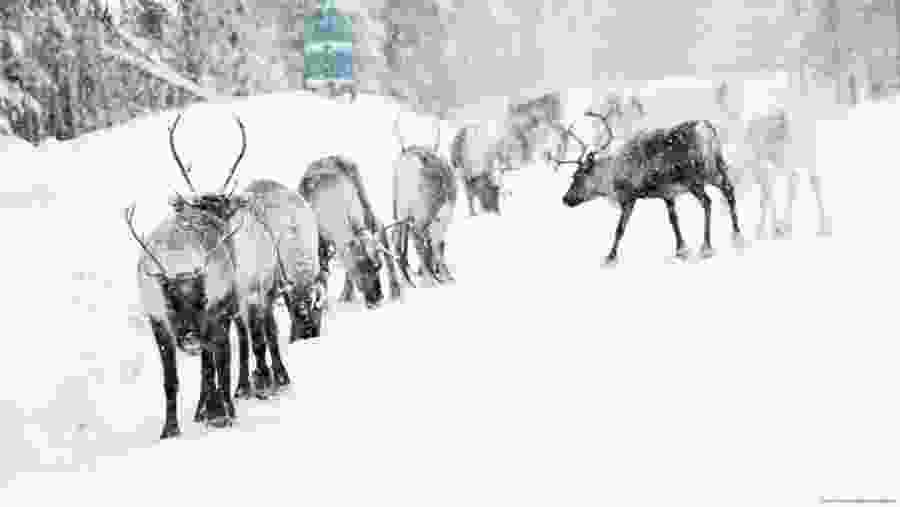 Reindeers