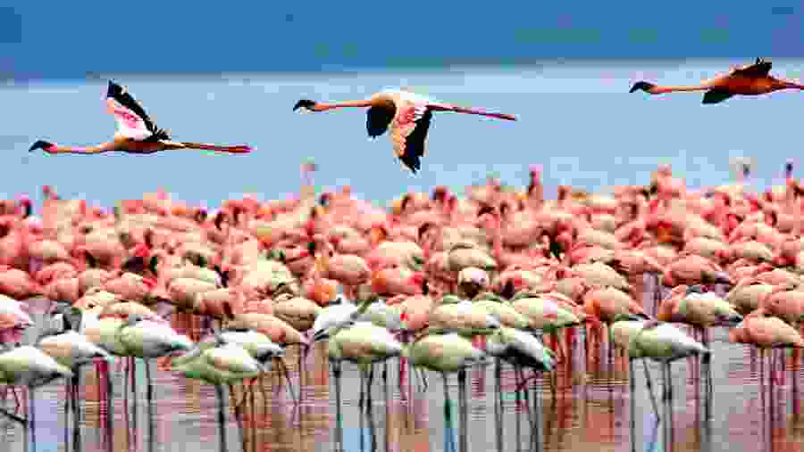 Flamingos at Lake Manyara National Park