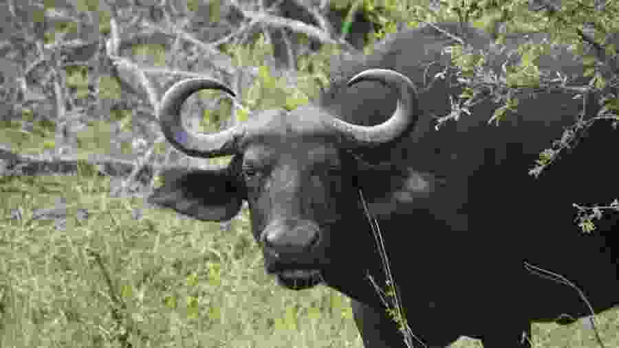 Water Buffalo