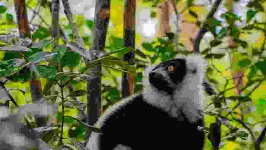 Spot the unique black and white lemurs