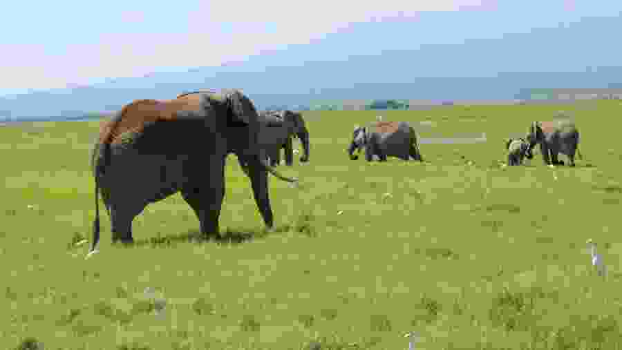 African bush elephants