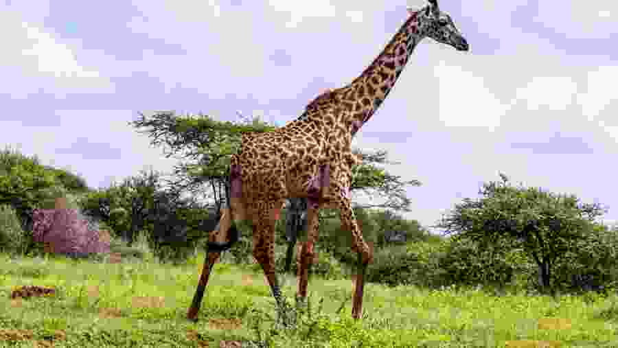 Masai Giraffe