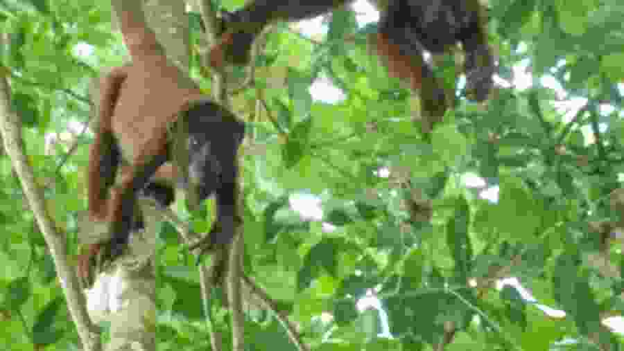 ambopata National Reserve