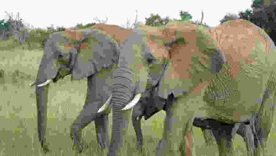 Elephants at Amboseli National Park