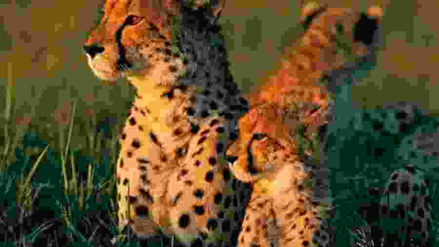 Witness the African wildlife