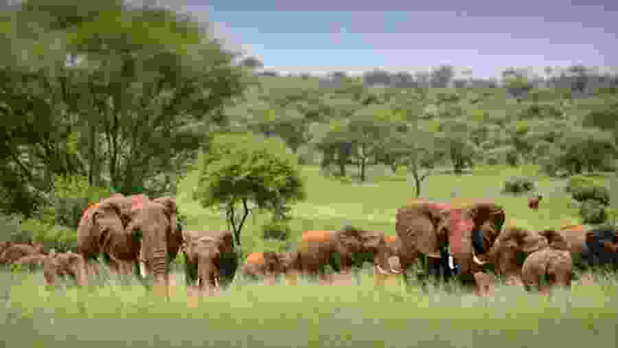 African Elephant