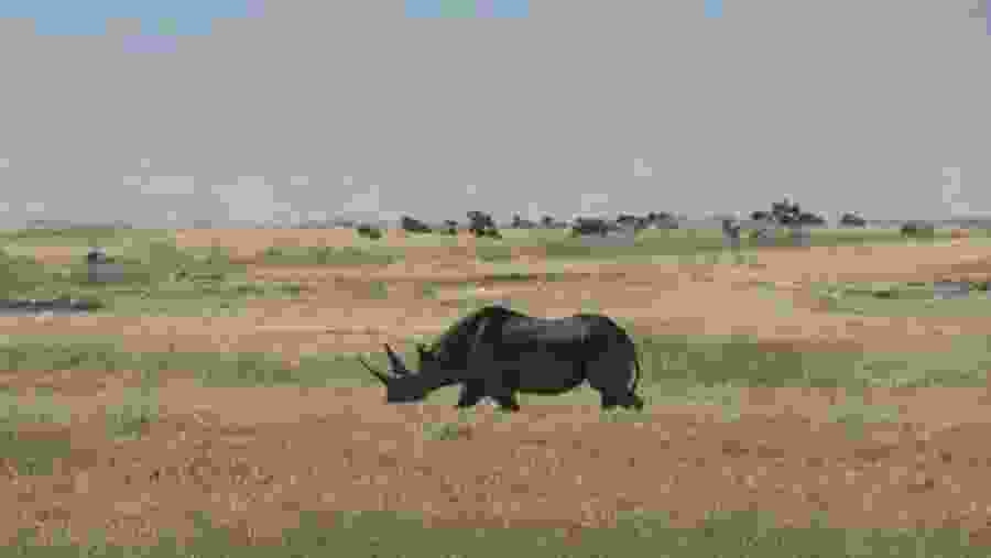 Spot Rhino in Ngorongoro Crater, Tanzania