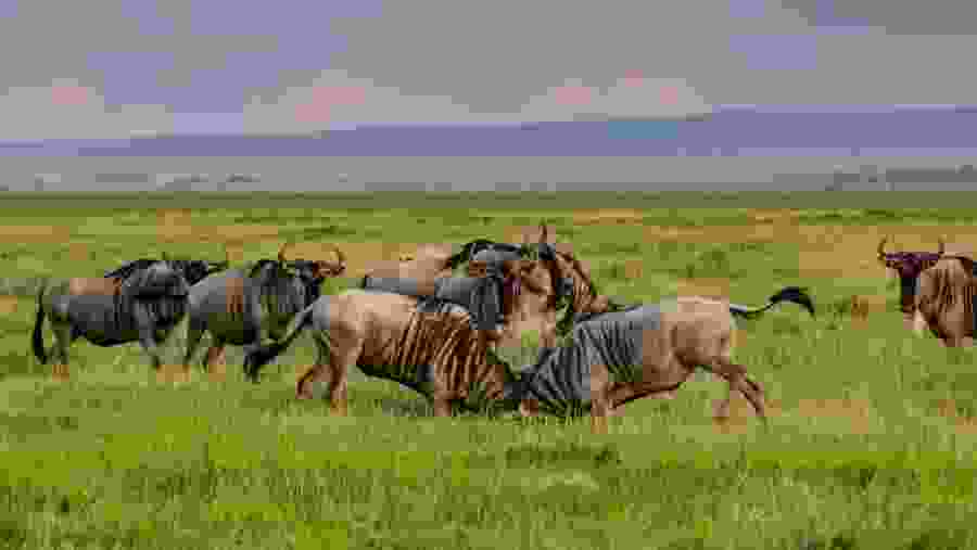 Wildlife at Amboseli National Park