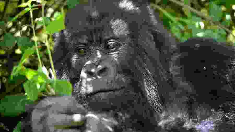 Gorilla Trekking