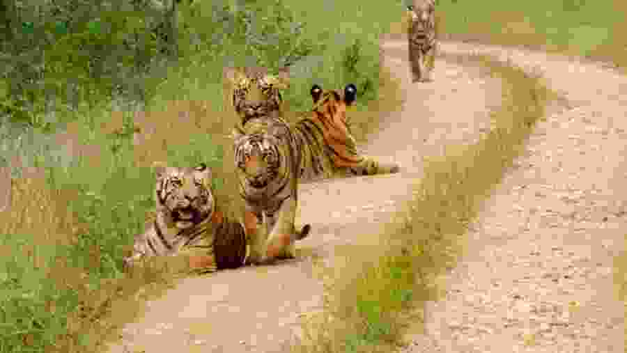 Indian Tigers