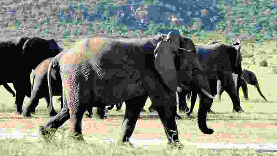 Elephants in the wild
