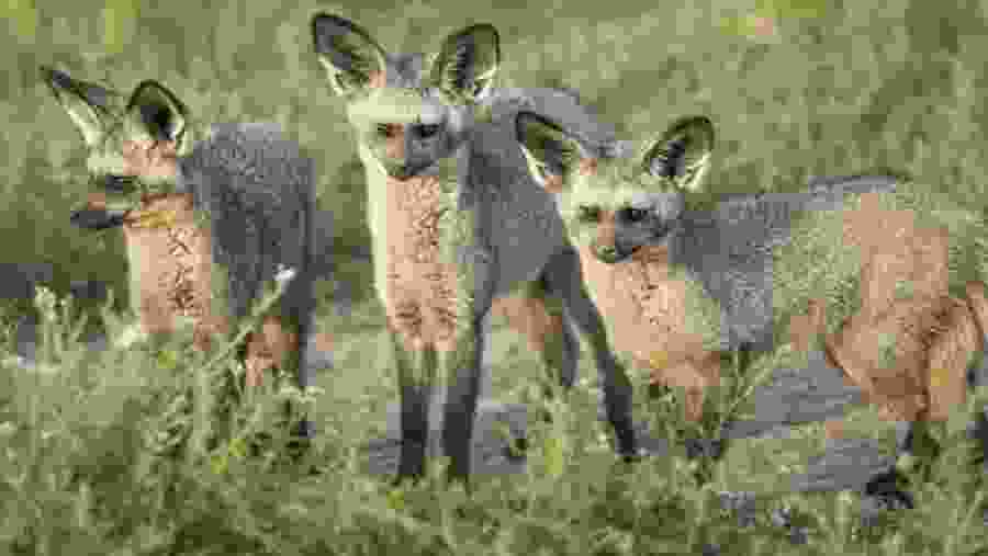 Spot foxes at the National Park in Tanzania