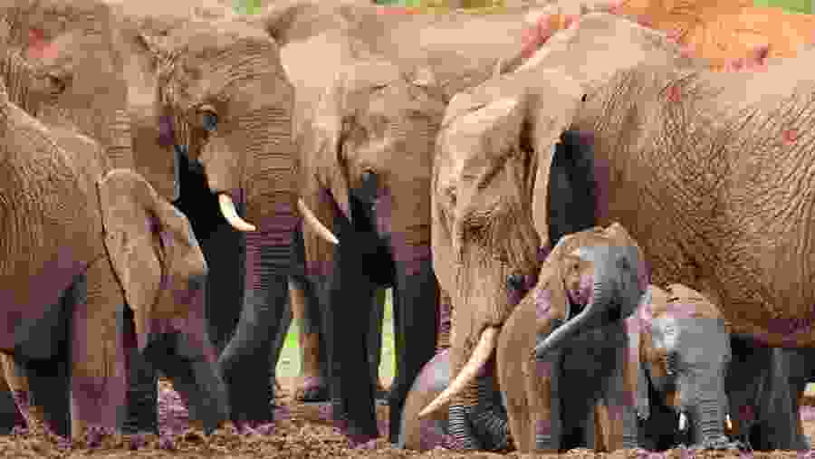 African Elephants