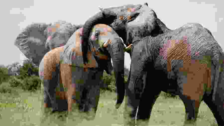 African Elephants
