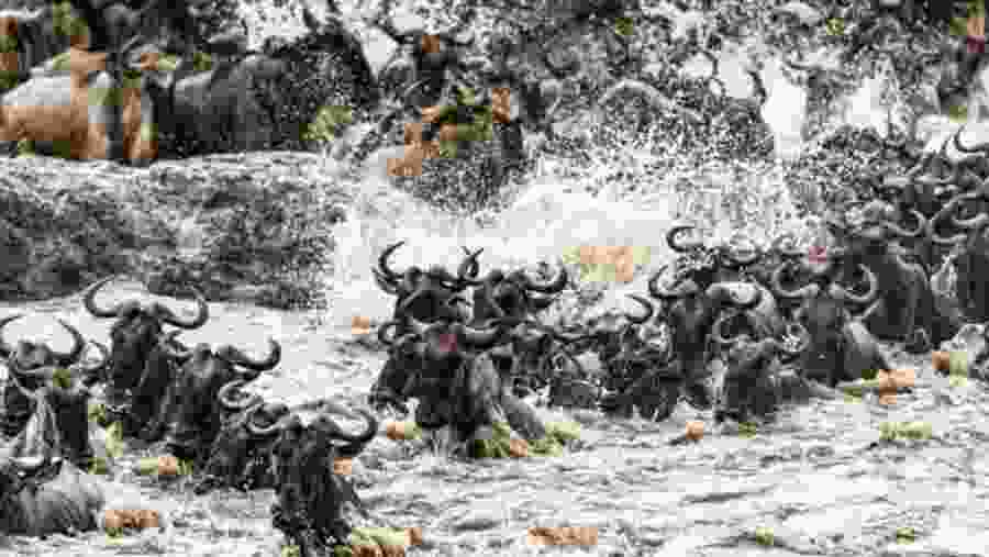 Wildebeest