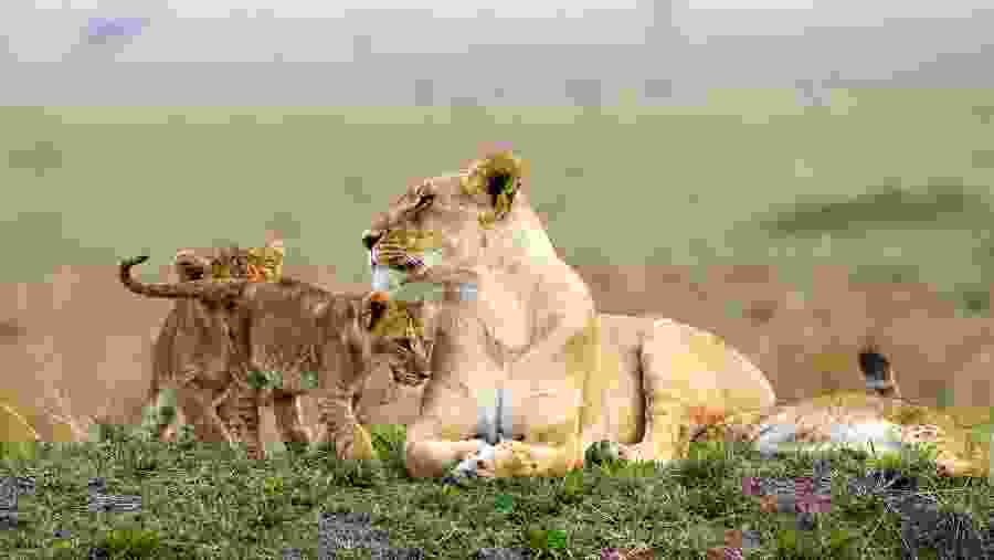 Masai Mara Game Reserve