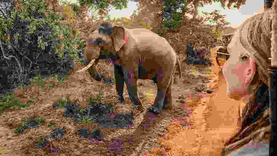 Moments with Elephants 