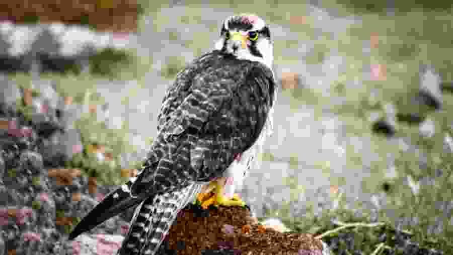 Hawk at Serengeti National Park