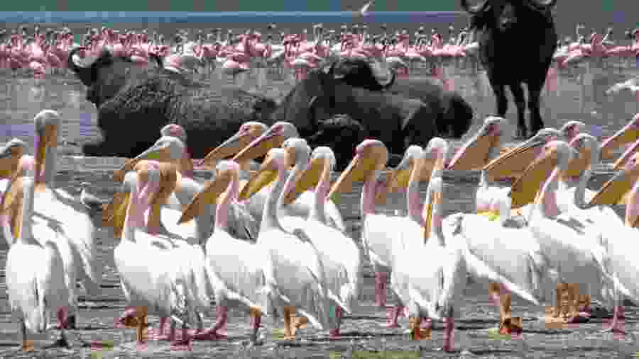 Bird watching in Lake Nakuru