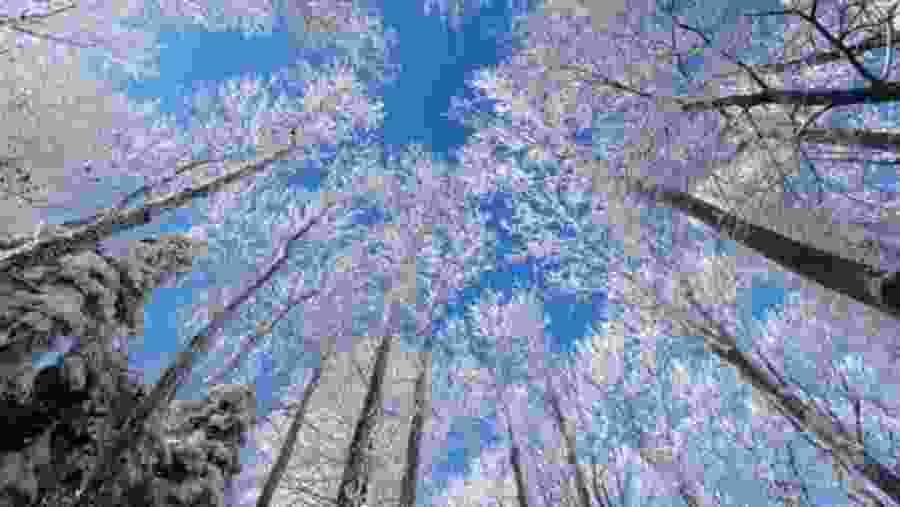 snow covered trees 