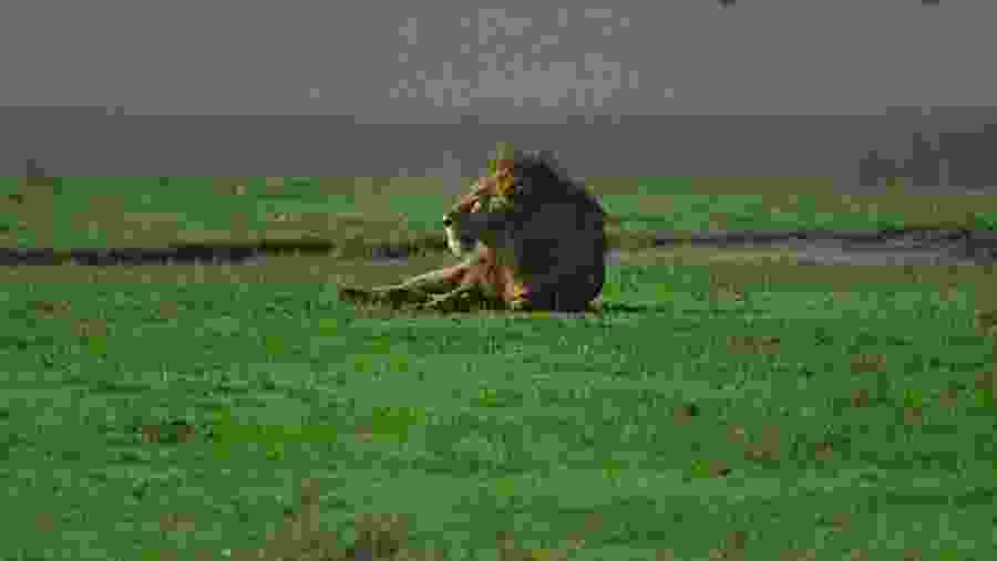 Witness the wildlife