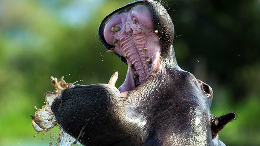 Hippo At Tarangire National Park