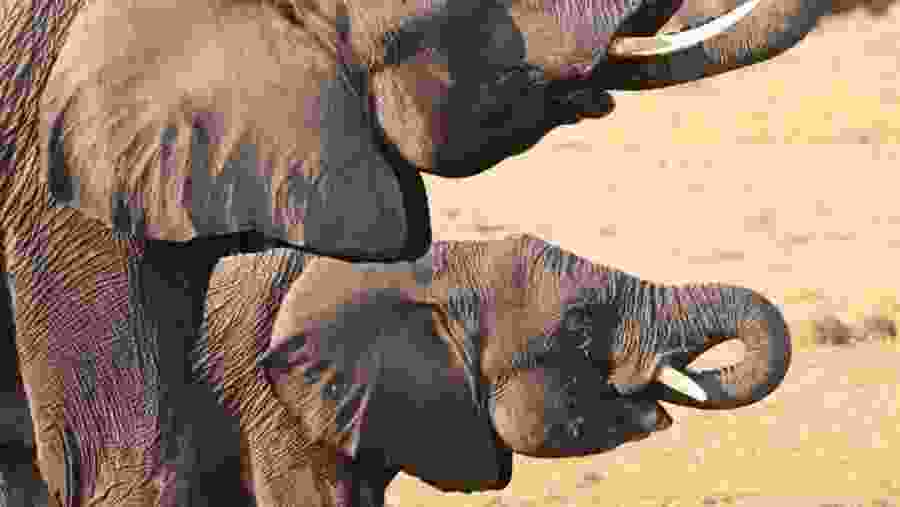 Pet the fun loving elephants at Bwabwata