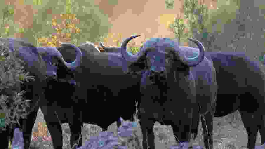 Water Buffalo